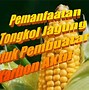 Tongkol Jagung Dapat Digunakan Sebagai Pembangkit